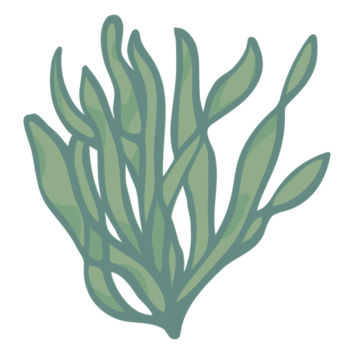Dibujado a mano algas algas marinas