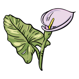 Lirio de cala púrpura flor tropical Diseño PNG