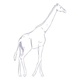 Dibujado a mano animal salvaje jirafa Diseño PNG