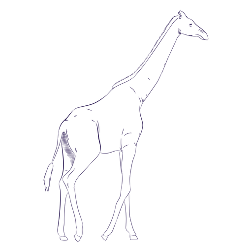 Wild animal giraffe hand drawn