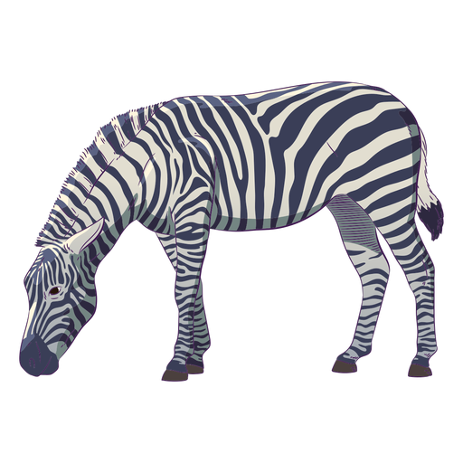 Wild animal zebra hand drawn colorful PNG Design