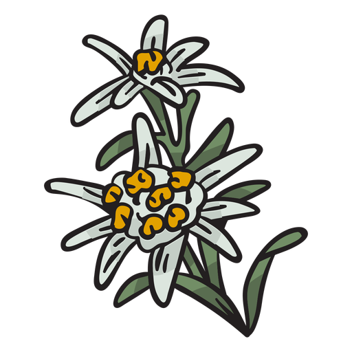 Edelweiss nationale Blumenschweizillustration PNG-Design