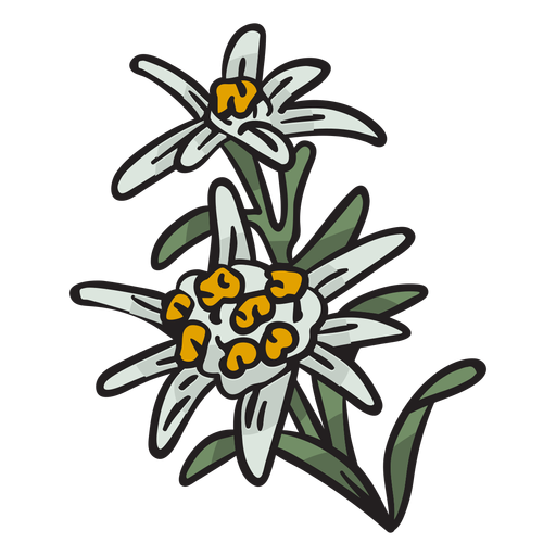 Ilustra??o da flor nacional de Edelweiss na su??a Desenho PNG