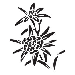Flor nacional suíça edelweiss negra Desenho PNG