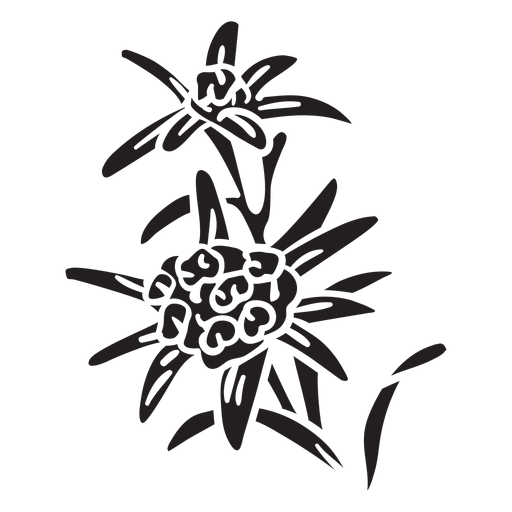 Switzerland national flower edelweiss black