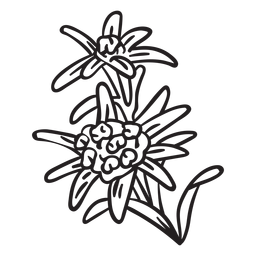 Golpe edelweiss da suíça flor nacional Desenho PNG