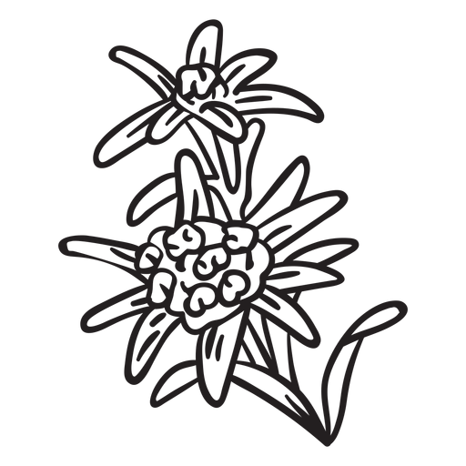 Download National flower switzerland edelweiss stroke - Transparent ...