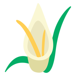 Calla Lilien blühen flach PNG-Design