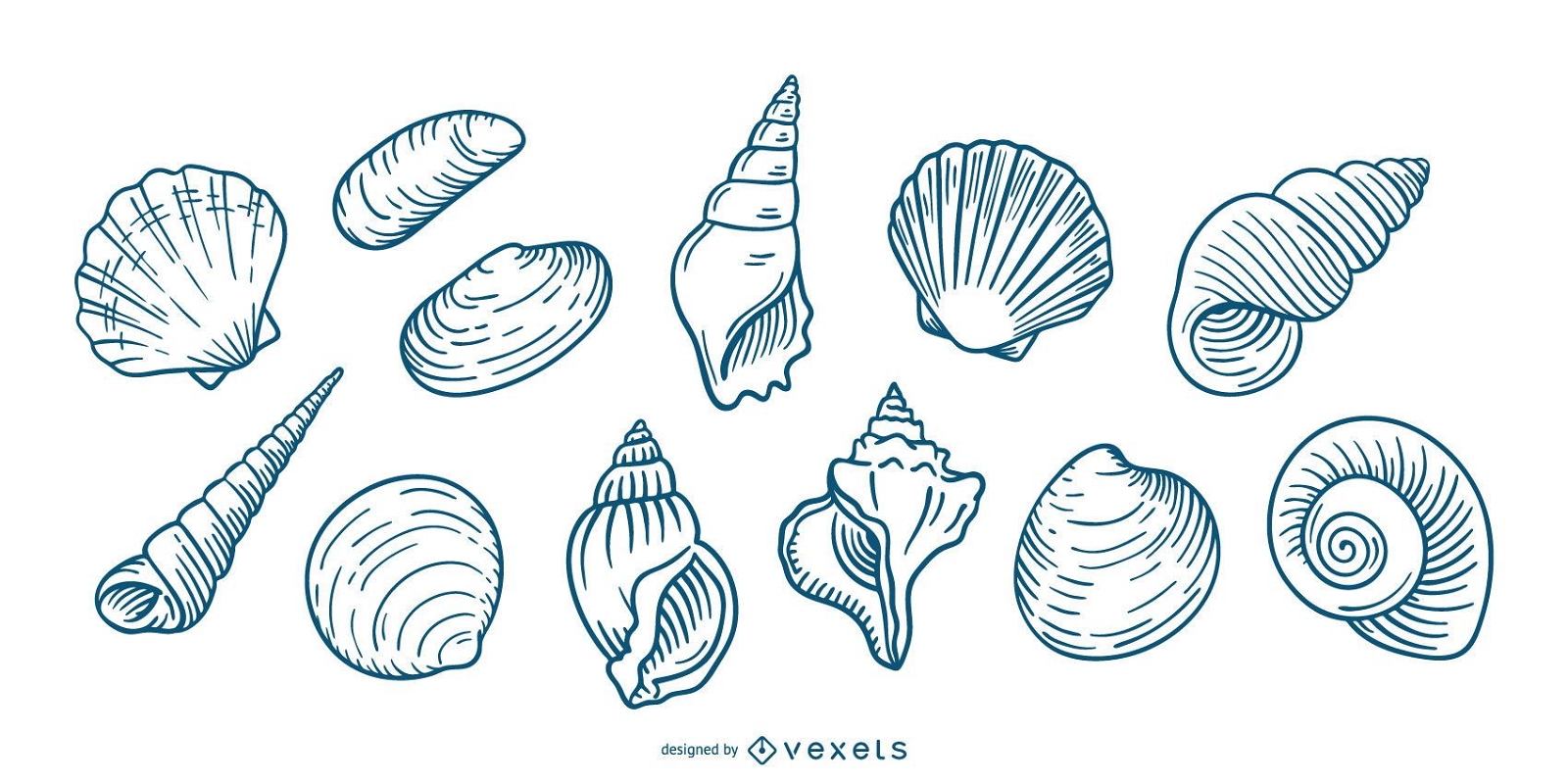 Conjunto de conchas marinas dibujadas a mano