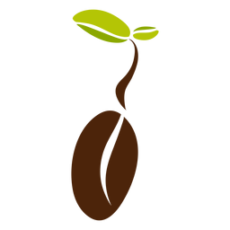 Folhas de grão de café Desenho PNG