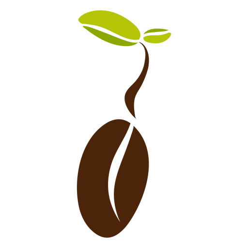 Coffee bean leaves