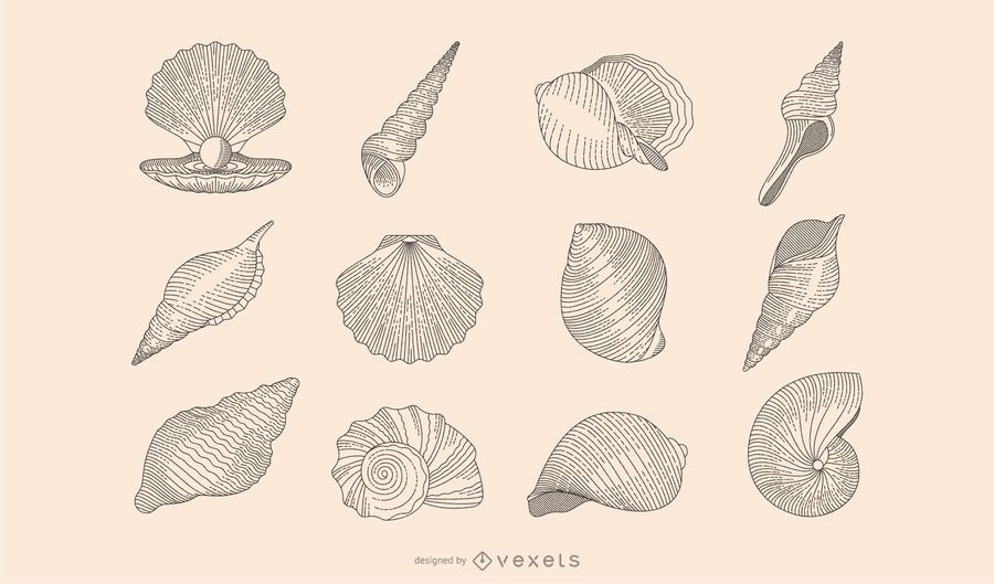 Seashell botanical collection Seashell botanical collection
