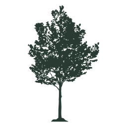 Beautiful tall tree Transparent PNG
