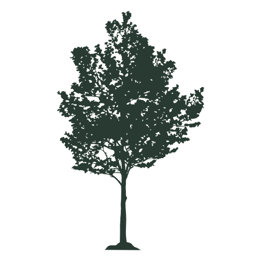 Beautiful tall tree - Transparent PNG & SVG vector file