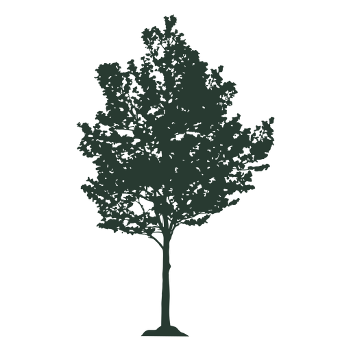 Schöner hoher Baum - Transparenter PNG und SVG-Vektor