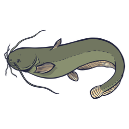 Catfish fish fishing animal - Transparent PNG & SVG vector file