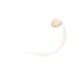 Cuerno de carnero blanco texturado Diseño PNG