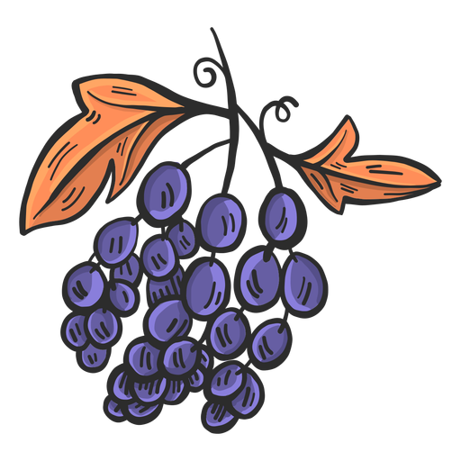 Dibujado a mano uvas azules Diseño PNG