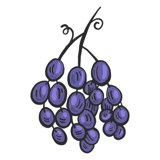 Spanish grape hand drawn