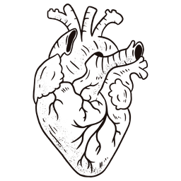 Fantastisches anatomisches Herz PNG-Design