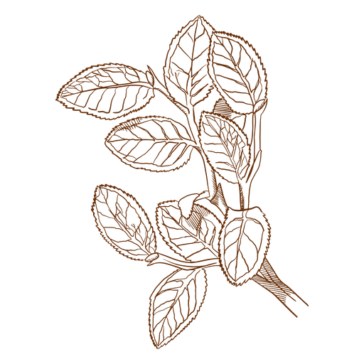 Flora leaves awesome PNG Design