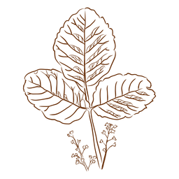 Flora studies plant PNG Design