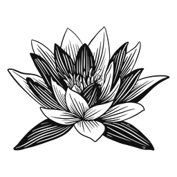 Flor de lótus em preto e branco Desenho PNG