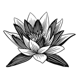 lotus flower drawing black and white