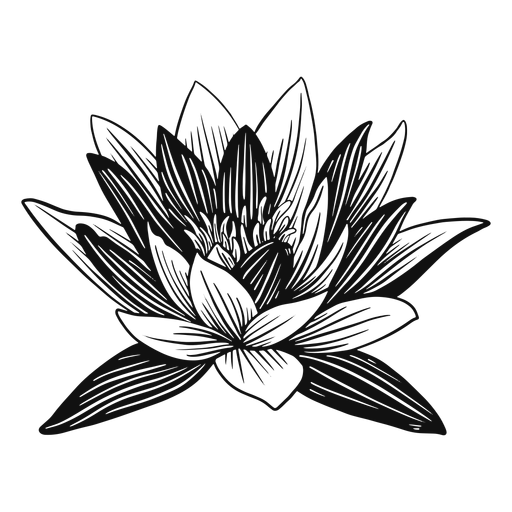 Flor de l?tus em preto e branco Desenho PNG