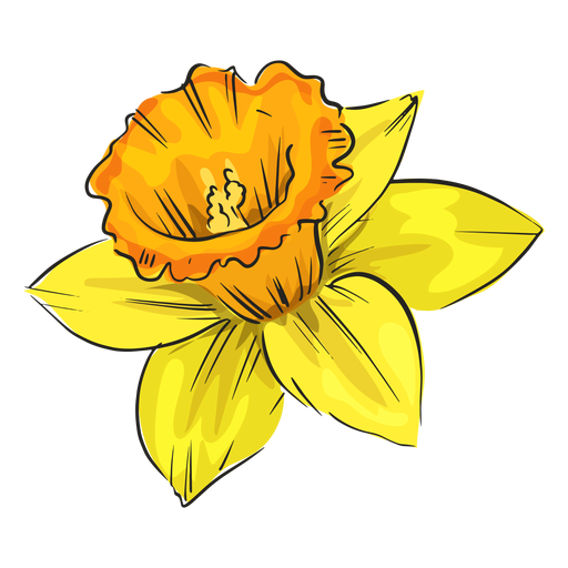 Gelbe Blume der Narzissenseite PNG-Design