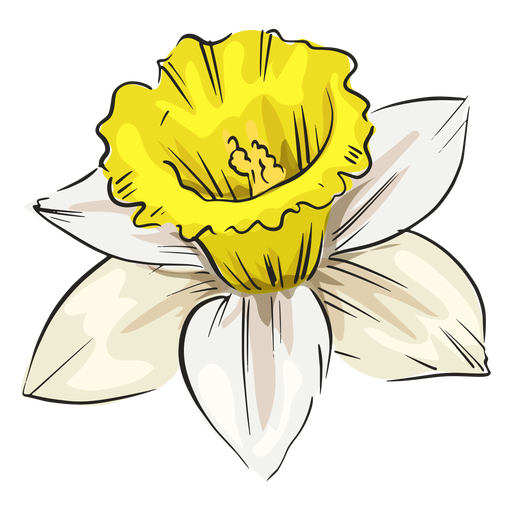 Flor branca de narciso Desenho PNG