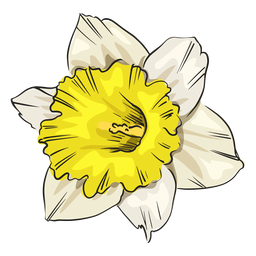Narciso flor branca frente Desenho PNG Transparent PNG