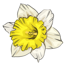 Narcissus white flower front PNG Design