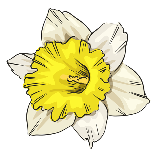 Narcissus white flower front PNG Design