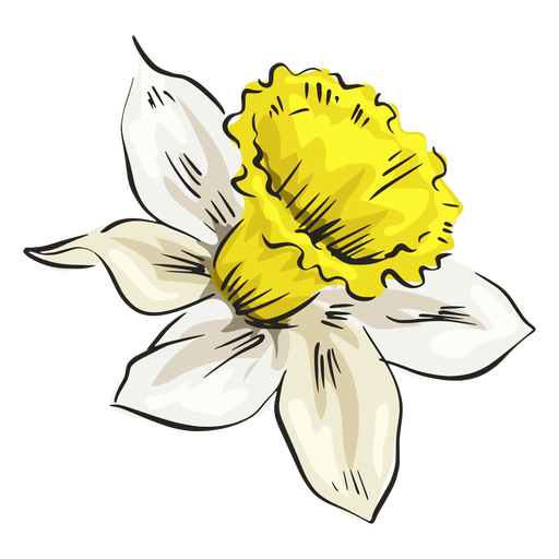 Narcissus white flower side - Transparent PNG & SVG vector file