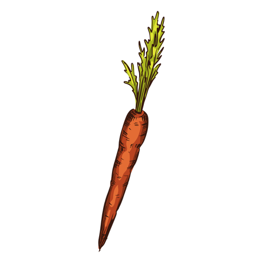 Carrot illustration PNG Design