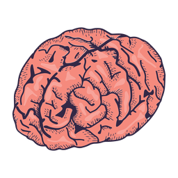 Ilustração realista do cérebro Desenho PNG