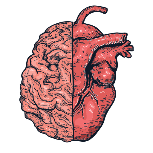 Ilustraci?n realista del cerebro del coraz?n