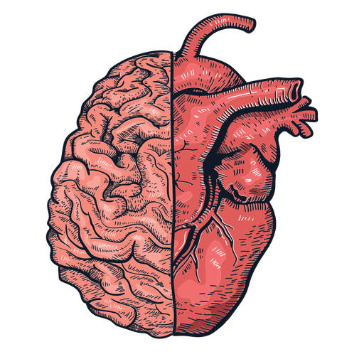 Realistic heart brain illustration PNG Design