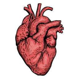 Ilustración de corazón realista Diseño PNG