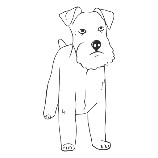 Curso de c?o Schnauzer Desenho PNG