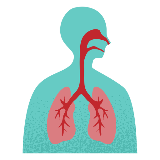 Sistema respiratorio texturado