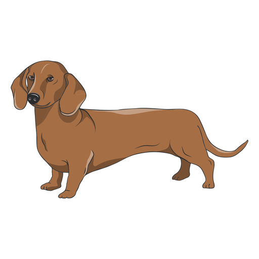 Side dachshund dog illustration