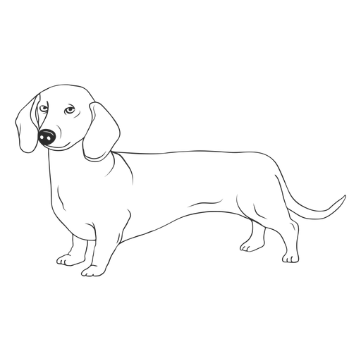 Side dachshund dog stroke - Transparent PNG & SVG vector file