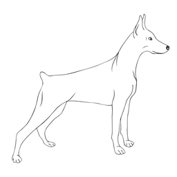 Golpe de perro doberman lateral Diseño PNG
