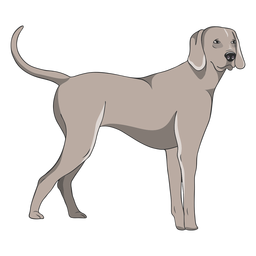 Standing weimaraner dog illustration PNG Design