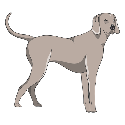 Standing weimaraner dog illustration PNG Design