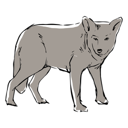 Desenho de lobo jovem Desenho PNG
