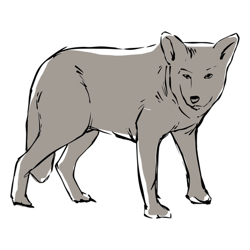 Young wolf sketch PNG Design