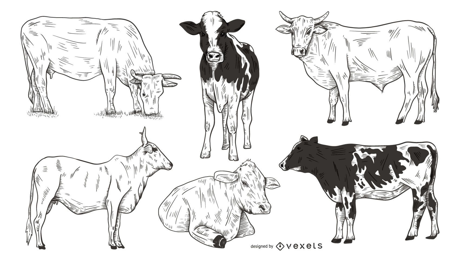 Conjunto de vacas dibujadas a mano